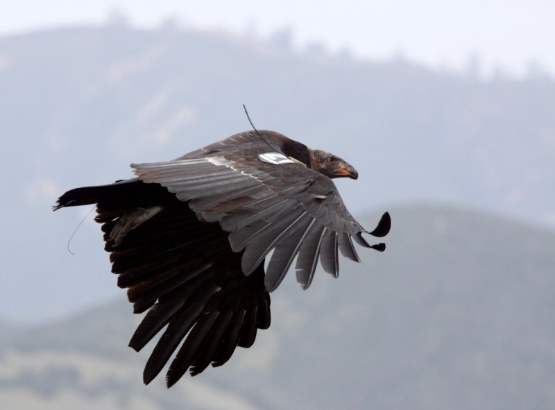 BIRD - VULTURE - CONDOR - CALIFORNIA CONDOR - PINNACLES NATIONAL MONUMENT CALIFORNIA (30).JPG