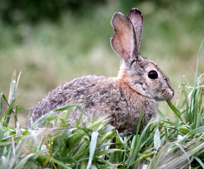 LAGOMORPH - RABBIT - DESERT COTTONTAIL - PINNACLES NATIONAL MONUMENT CALIFORNIA (8).JPG