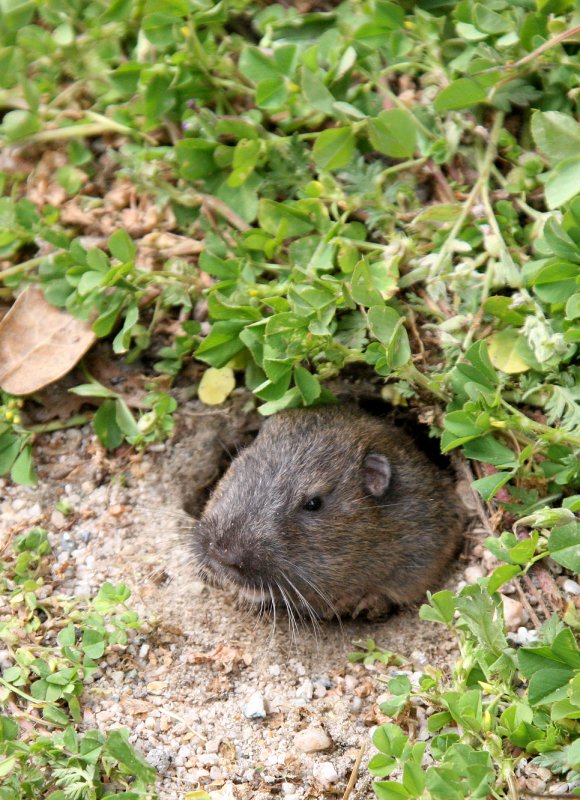 RODENT - GOPHER - BOTTAS POCKET GOPHER - THOMOMYS BOTTAE - PINNACLES NATIONAL MONUMENT CALIFORNIA (2).JPG