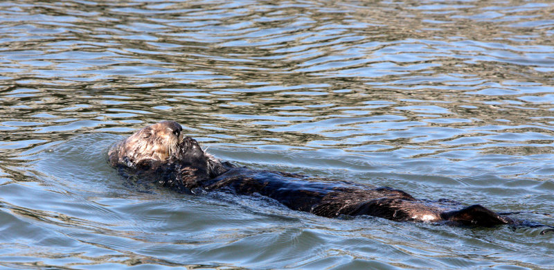 MUSTELID - OTTER - CALIFORNIA SEA OTTER - ELKHORN SLOUGH  WILDLIFE REFUGE CALIFORNIA (22).JPG