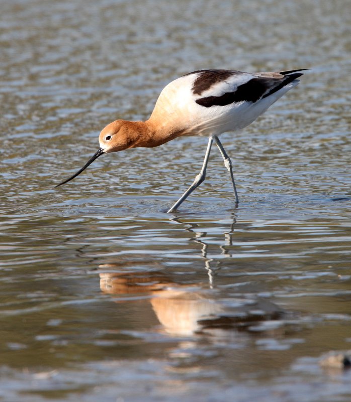 BIRD - AVOCET - AMERICAN AVOCET - SAN JOAQUIN WILDLIFE REFUGE IRVINE CALIFORNIA (21).JPG