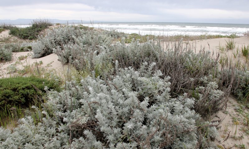 SUNSET BEACH STATE BEACH CALIFORNIA - DUNE PLANT COMMUNITY WELL RESTORED (6).JPG