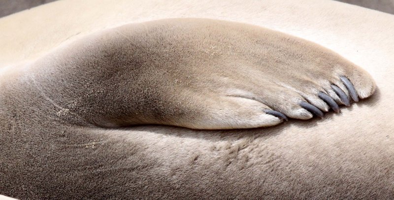PINNIPED - SEAL - ELEPHANT SEAL - ANO NUEVO RESERVE CALIFORNIA 51.jpg