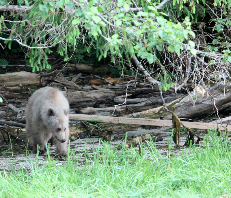 URSID - BEAR - GRIZZLY BEAR - BELLA AND HER CUBS AND BLONDIE - KNIGHTS INLET BRITISH COLUMBIA (32).JPG