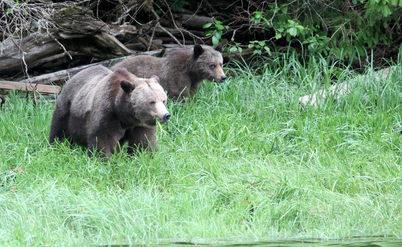 URSID - BEAR - GRIZZLY BEAR - BELLA AND HER CUBS AND BLONDIE - KNIGHTS INLET BRITISH COLUMBIA (7).JPG