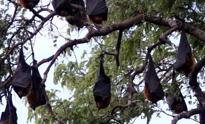 CHIROPTERA - BAT - MADAGASCAR FLYING FOX - BERENTY RESERVE MADAGASCAR (2).JPG