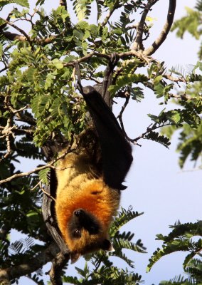 CHIROPTERA - BAT - MADAGASCAR FLYING FOX - BERENTY RESERVE MADAGASCAR (27).JPG