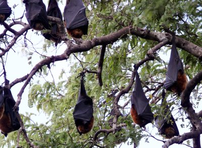 CHIROPTERA - BAT - MADAGASCAR FLYING FOX - BERENTY RESERVE MADAGASCAR (4).JPG