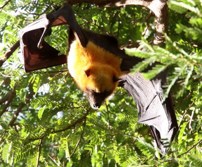 CHIROPTERA - BAT - MADAGASCAR FLYING FOX - BERENTY RESERVE MADAGASCAR (41).JPG