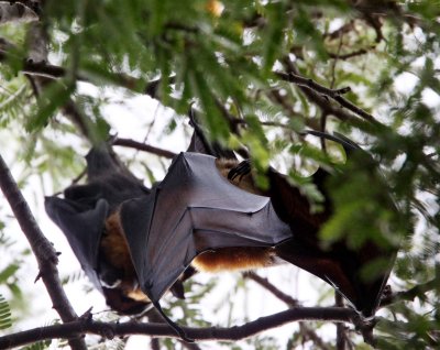 CHIROPTERA - BAT - MADAGASCAR FLYING FOX - BERENTY RESERVE MADAGASCAR (52).JPG