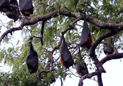 CHIROPTERA - BAT - MADAGASCAR FLYING FOX - BERENTY RESERVE MADAGASCAR (8).JPG