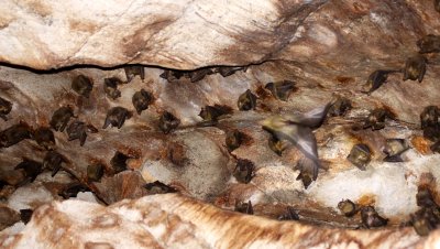 CHIROPTERA - BAT - MADAGASCAR ROUSETTE - ROUSETTUS MADAGASCARIENSIS - ANKARANA NATIONAL PARK MADAGASCAR (11).JPG