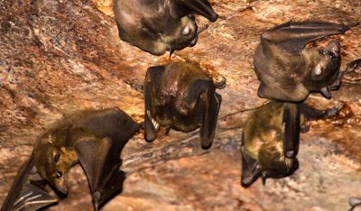 CHIROPTERA - BAT - MADAGASCAR ROUSETTE - ROUSETTUS MADAGASCARIENSIS - ANKARANA NATIONAL PARK MADAGASCAR (6).JPG