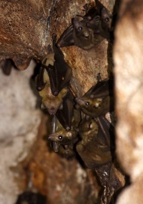 CHIROPTERA - BAT - MADAGASCAR ROUSETTE - ROUSETTUS MADAGASCARIENSIS - ANKARANA NATIONAL PARK MADAGASCAR.JPG