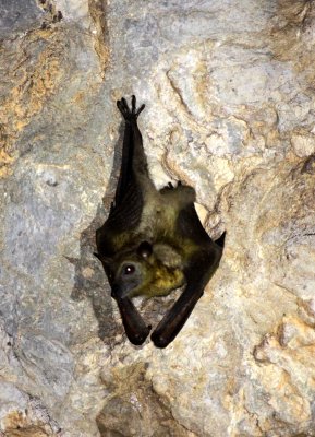 CHIROPTERA - BAT - MADAGASCAR STRAW-COLOURED FRUIT BAT - EIDOLON DUPREANUM - ANKARANA NATIONAL PARK MADAGASCAR.JPG