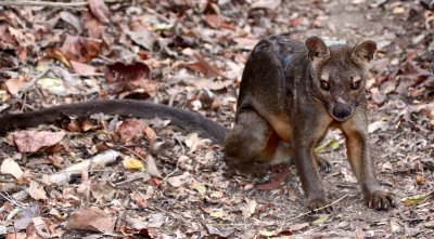 EUPLERIDAE - FOSA - CRYPTOPROCTA FEROX - KIRINDY NATIONAL PARK - MADAGASCAR (28).JPG