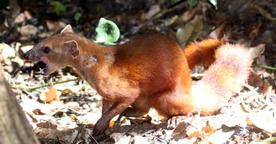 EUPLERIDAE - NORTHERN RING-TAILED MONGOOSE - ANKARANA NATIONAL PARK