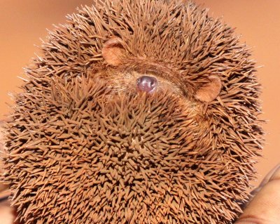 INSECTIVORA - TENREC - LESSER HEDGEHOG TENREC - ECHINOPS TELFAIRI - BERENTY RESERVE MADAGASCAR (48).JPG