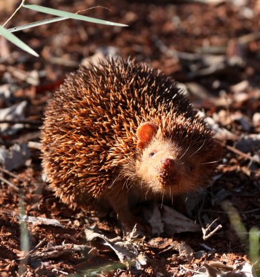 INSECTIVORA - TENREC - LESSER HEDGEHOG TENREC - ECHINOPS TELFAIRI - BERENTY RESERVE MADAGASCAR (86).JPG