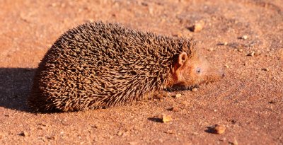 INSECTIVORA - TENREC - LESSER HEDGEHOG TENREC - ECHINOPS TELFAIRI - BERENTY RESERVE MADAGASCAR.JPG