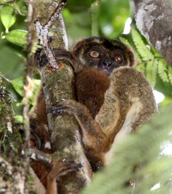 PRIMATE - LEMUR - AVAHI LANIGER - EASTERN AVAHI - MANTADIA NATIONAL PARK MADAGASCAR (14).JPG