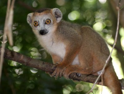 PRIMATE - LEMUR - EULEMUR CORONATUS - CROWNED LEMUR - ANKARANA NATIONAL PARK MADAGASCAR (51).JPG