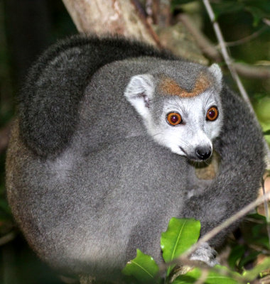 PRIMATE - LEMUR - EULEMUR CORONATUS - CROWNED LEMUR - ANKARANA NATIONAL PARK MADAGASCAR (55).JPG