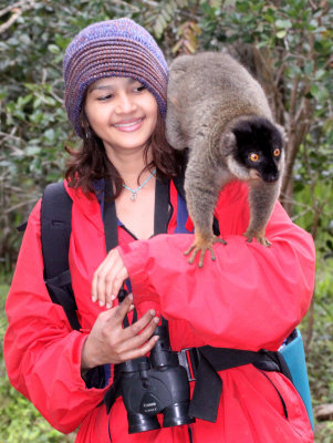 PRIMATE - LEMUR - EULEMUR FULVUS - COMMON BROWN LEMUR - ANDISABE NATIONAL PARK MADAGASCAR - VAKONA LODGE (12).JPG