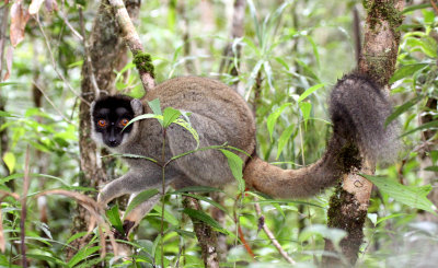 PRIMATE - LEMUR - EULEMUR FULVUS - COMMON BROWN LEMUR - MANTADIA NATIONAL PARK MADGASCAR (53).JPG