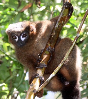 PRIMATE - LEMUR - EULEMUR RUBRIVENTER - RED-BELLIED LEMUR - RANOMAFANA NATIONAL PARK MADGASCAR (35).JPG