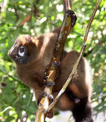 PRIMATE - LEMUR - EULEMUR RUBRIVENTER - RED-BELLIED LEMUR - RANOMAFANA NATIONAL PARK MADGASCAR (36).JPG