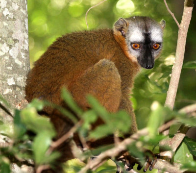 PRIMATE - LEMUR - EULEMUR RUFUS - EASTERN RED-FRONTED BROWN LEMUR - BERENTY RESERVE MADAGASCAR (3).JPG