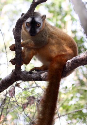 PRIMATE - LEMUR - EULEMUR RUFUS RUFUS - RED-FRONTED BROWN LEMUR - KIRINDY NATIONAL PARK - MADAGASCAR (8).JPG