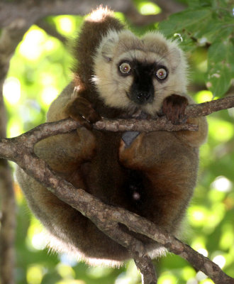 PRIMATE - LEMUR - EULEMUR SANFORDI - SANFORD'S BROWN LEMUR - ANKARANA NATIONAL PARK MADAGASCAR (27).JPG