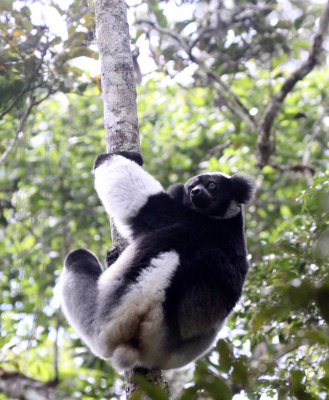 PRIMATE - LEMUR - INDRI INDRI - MANTADIA NATIONAL PARK MADAGASCAR (38).JPG