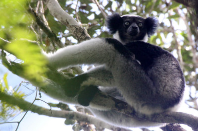 PRIMATE - LEMUR - INDRI INDRI - MANTADIA NATIONAL PARK MADAGASCAR (7).JPG