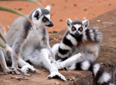 PRIMATE - LEMUR - LEMUR CATTA - RING-TAILED LEMUR - BERENTY RESERVE MADAGASCAR (28).JPG