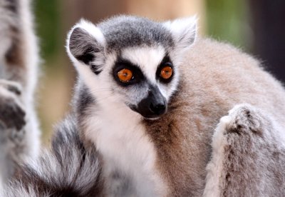 PRIMATE - LEMUR - LEMUR CATTA - RING-TAILED LEMUR - BERENTY RESERVE MADAGASCAR (6).JPG