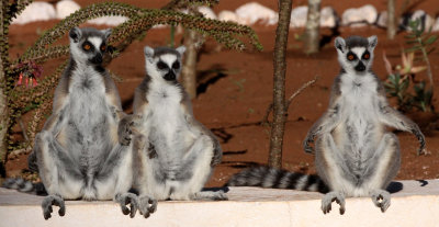 PRIMATE - LEMUR - LEMUR CATTA - RING-TAILED LEMUR - BERENTY RESERVE MADAGASCAR (68).JPG