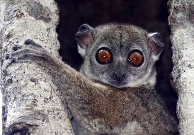 PRIMATE - LEMUR - LEPILEMUR ANKARANENSIS - ANKARANA SPORTIVE LEMUR - ANKARANA NATIONAL PARK MADAGASCAR (42).JPG