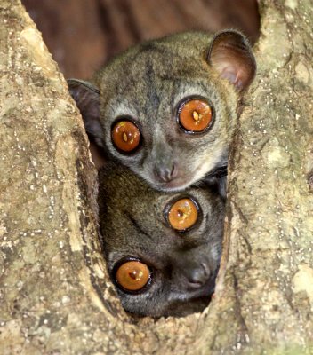 PRIMATE - LEMUR - LEPILEMUR ANKARANENSIS - ANKARANA SPORTIVE LEMUR - ANKARANA NATIONAL PARK MADAGASCAR (58).JPG