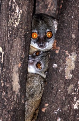 PRIMATE - LEMUR - LEPILEMUR ANKARANENSIS - ANKARANA SPORTIVE LEMUR - ANKARANA NATIONAL PARK MADAGASCAR (8).JPG