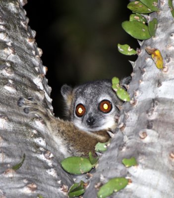 PRIMATE - LEMUR - LEPILEMUR LEUCOPUS - WHITE-FOOTED SPORTIVE LEMUR - ANDOHAHELA NATIONAL PARK MADAGASCAR (7).JPG