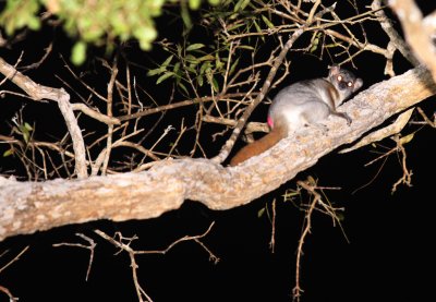 PRIMATE - LEMUR - LEPILEMUR RUFICAUDATUS - RED-TAILED SPORTIVE LEMUR - KIRINDY NATIONAL PARK - MADAGASCAR (10).JPG