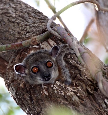 PRIMATE - LEMUR - LEPILEMUR RUFICAUDATUS - RED-TAILED SPORTIVE LEMUR - KIRINDY NATIONAL PARK - MADAGASCAR (19).JPG