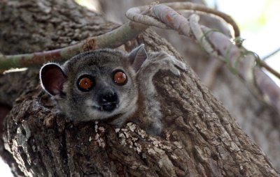 PRIMATE - LEMUR - LEPILEMUR RUFICAUDATUS - RED-TAILED SPORTIVE LEMUR - KIRINDY NATIONAL PARK - MADAGASCAR (21).JPG