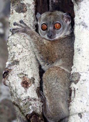 PRIMATE - LEMUR - LEPILEMUR SEPTENTRIONALIS - ANKARANA NATIONAL PARK MADAGASCAR (12).JPG