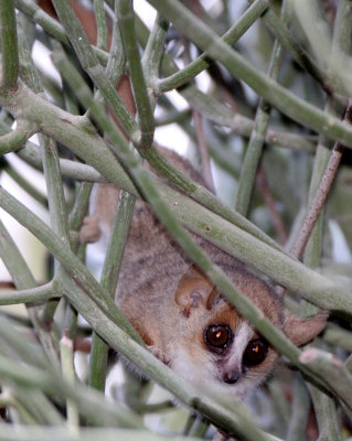 PRIMATE - LEMUR - MICROCEBUS GRISEORUFUS - GREY-BROWN MOUSE LEMUR - BERENTY RESERVE MADAGASCAR (19).JPG