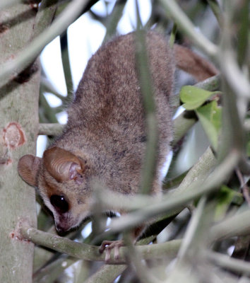 PRIMATE - LEMUR - MICROCEBUS GRISEORUFUS - GREY-BROWN MOUSE LEMUR - BERENTY RESERVE MADAGASCAR (27).JPG