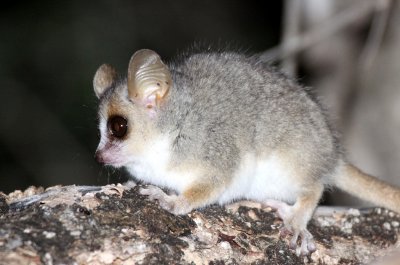 PRIMATE - LEMUR - MICROCEBUS GRISEORUFUS - GREY-BROWN MOUSE LEMUR - BERENTY RESERVE MADAGASCAR (43).JPG